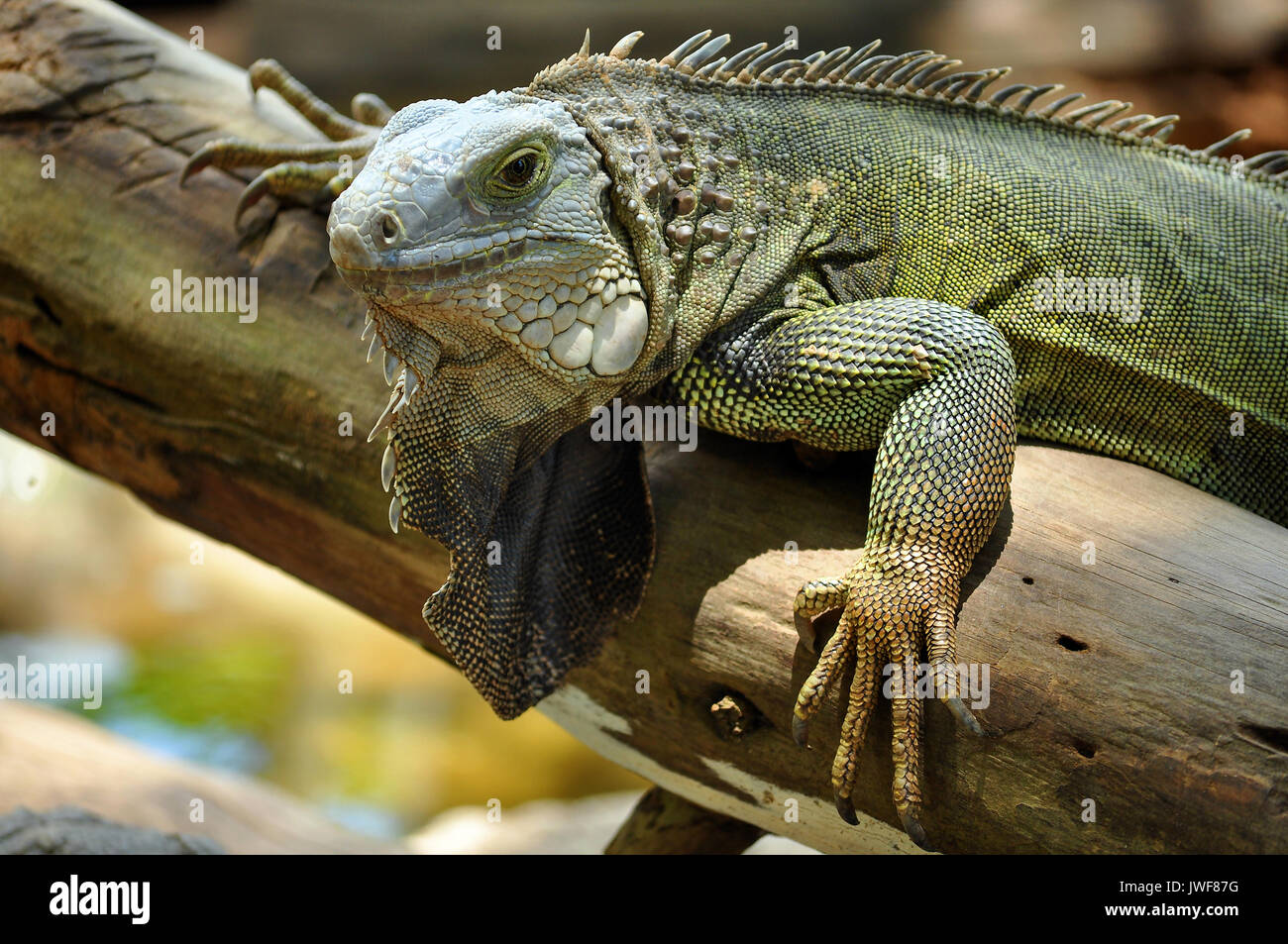 The green iguana ranges over a large geographic area, from southern Brazil and Paraguay to as far north as Mexico and the Caribbean Islands; and in th Stock Photo