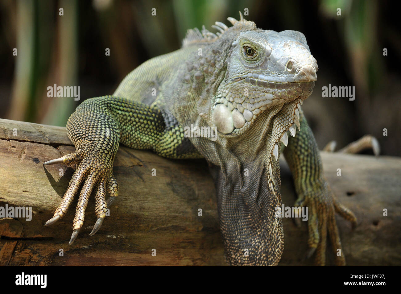 The green iguana ranges over a large geographic area, from southern Brazil and Paraguay to as far north as Mexico and the Caribbean Islands; and in th Stock Photo
