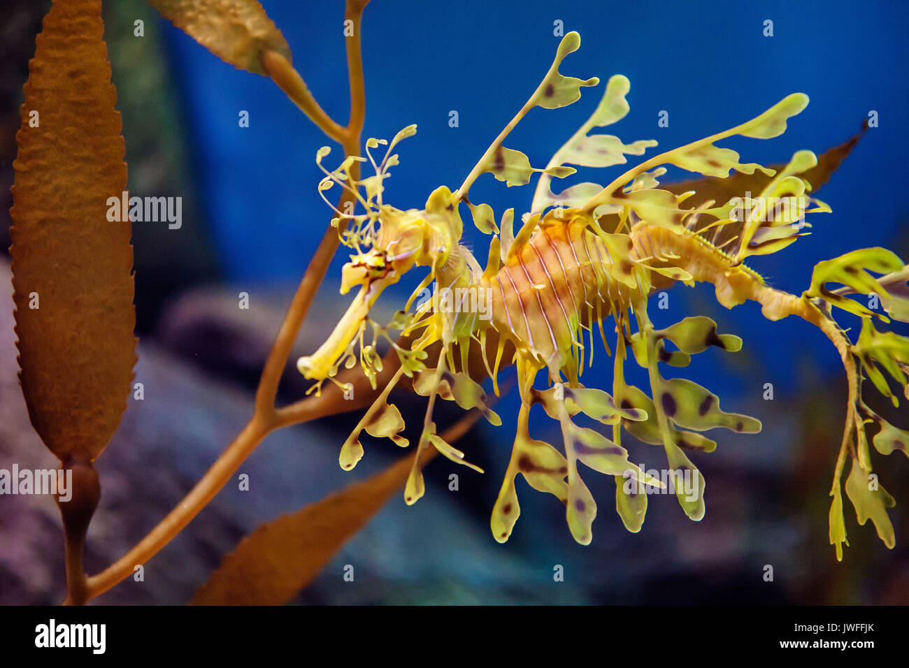 Leafy Sea dragon Stock Photo - Alamy