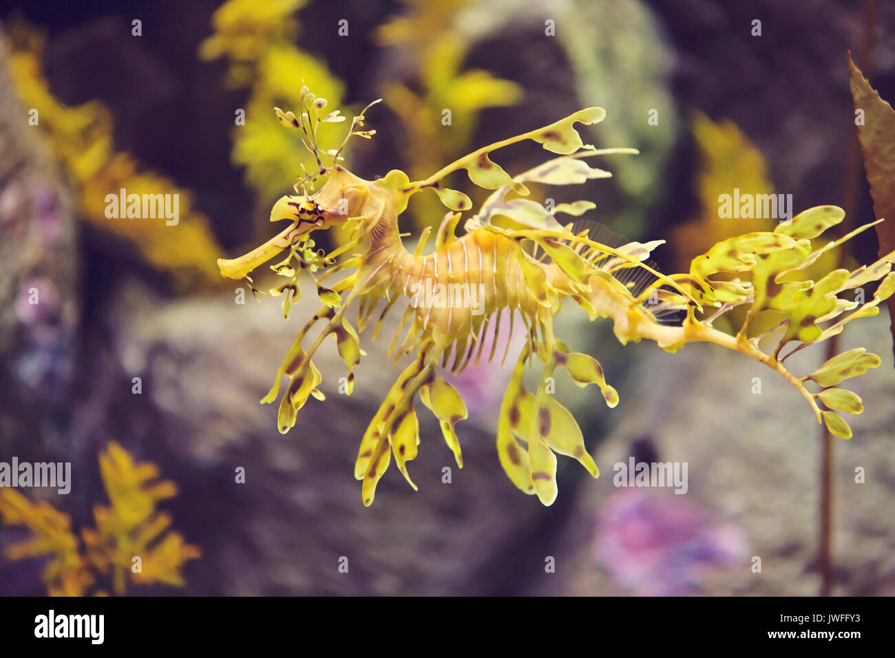 Leafy sea dragon hi-res stock photography and images - Alamy