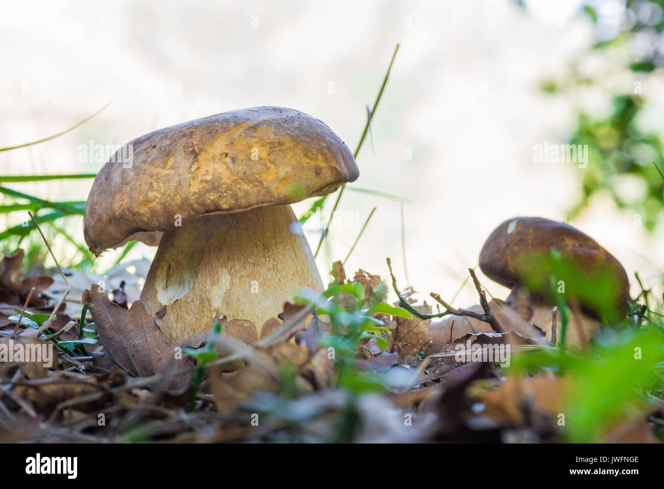 Boletus edulis. Excellent edible fungus in the undergrowth of a deciduous forest. Mushroom Boletus edulis, in autumn, in its natural habitat Stock Photo
