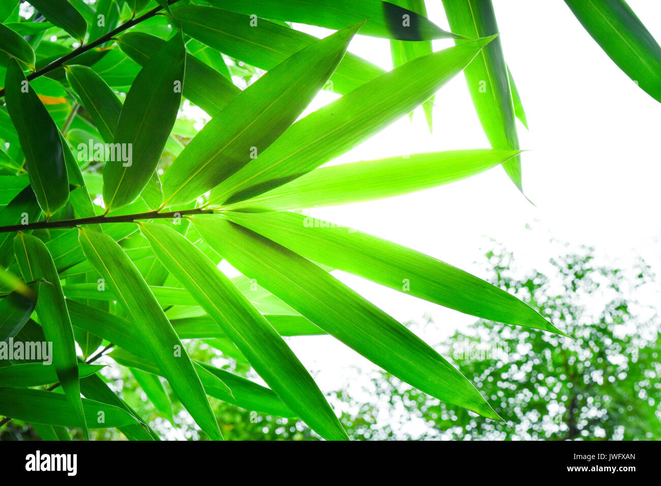 Bamboo leaves with the sunlight , look bright and fresh Stock Photo Alamy