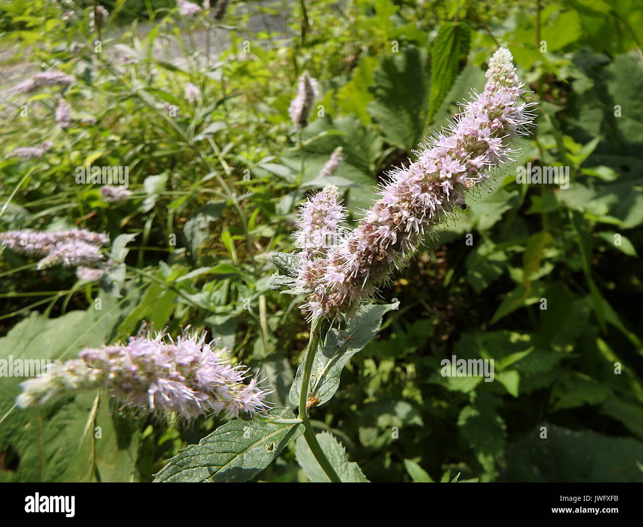 Flower of mint, (Mentha longifolia), Flower - mentha Stock Photo
