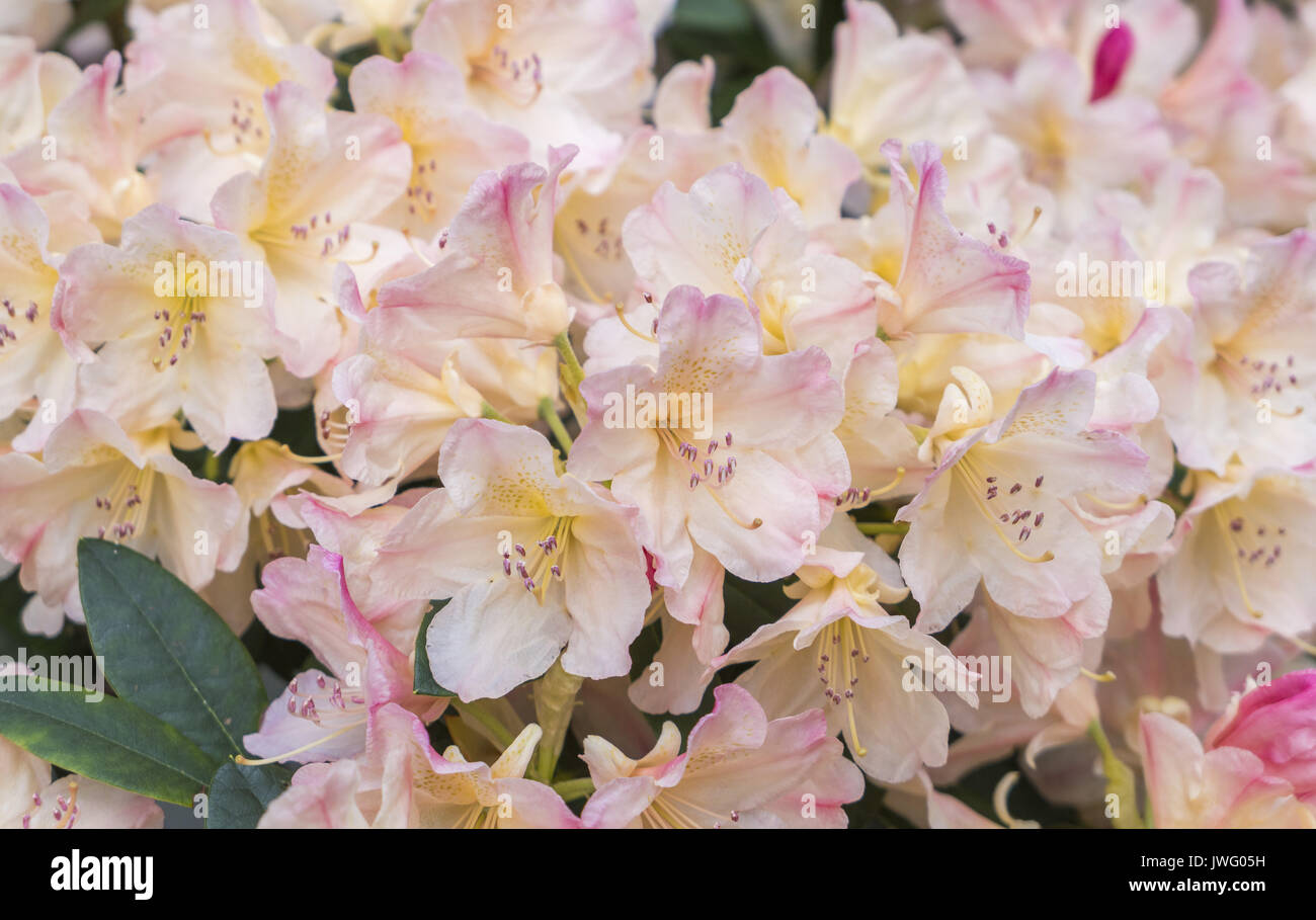 Blühende rosa Azalee (Rhododendron spec.) Bayern, Deutschland, Europa ...