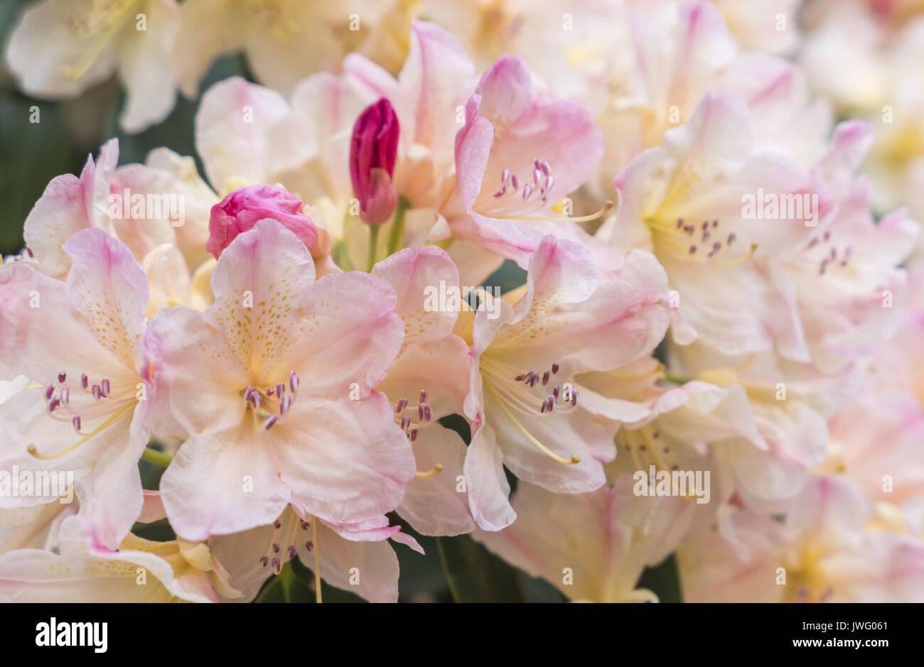 rhododendron und hortensie Torffreie NeudoHum Rhododendron & Hortensien Erde  Fr starke Blten   Neudorff Shop