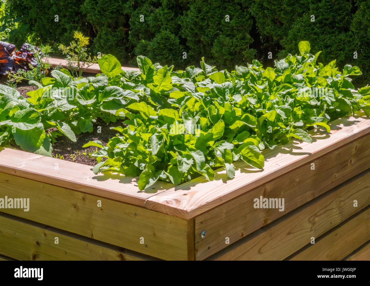 Hochbeet mit Salatpflanzen im Kräutergarten am Kloster Inzigkofen