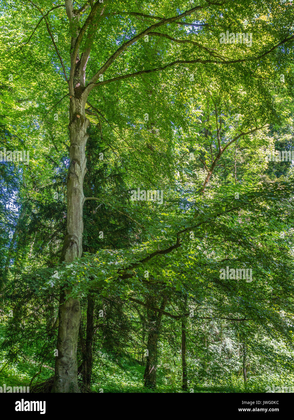 Fürstlicher Park Hohenzollern bei Inzigkofen, Oberes Donautal