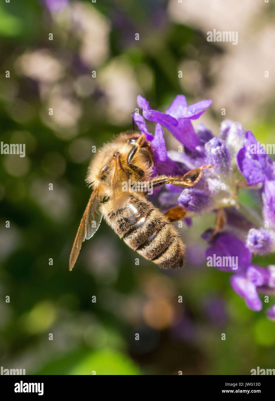 Westliche Honigbiene (Apis mellifera) auf einer Lavendelblüte, Bayern, Deutschland, Europa Stock Photo