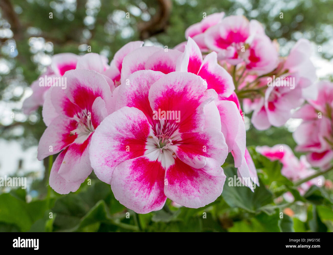 Bunte Geranien, Balkonblumen, Oberbayern, Bayern Deutschland Stock