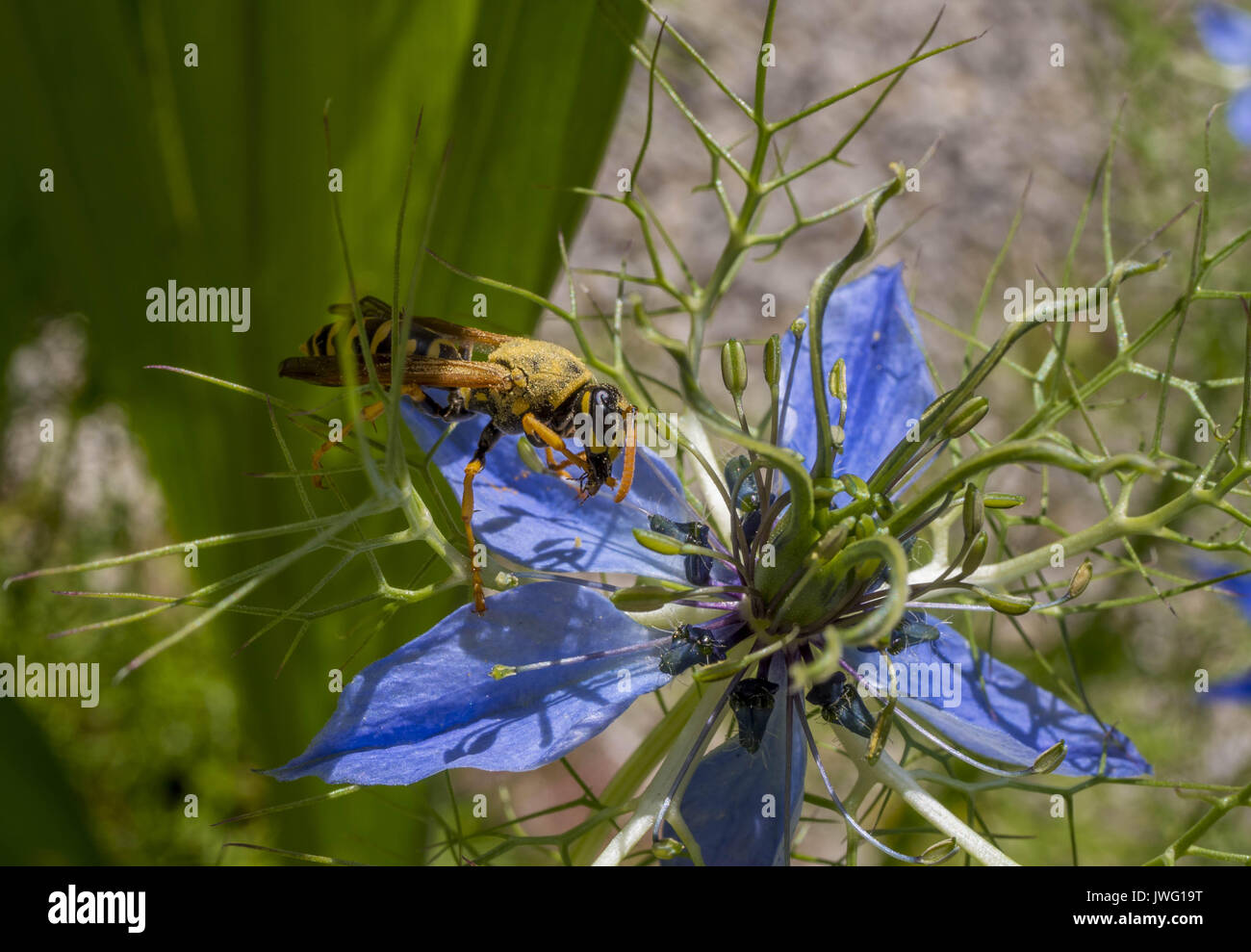 Wespe auf der Blüte einer Jungfer im Grünen (Nigella damascena), Bayern, Deutschland, Europa Stock Photo