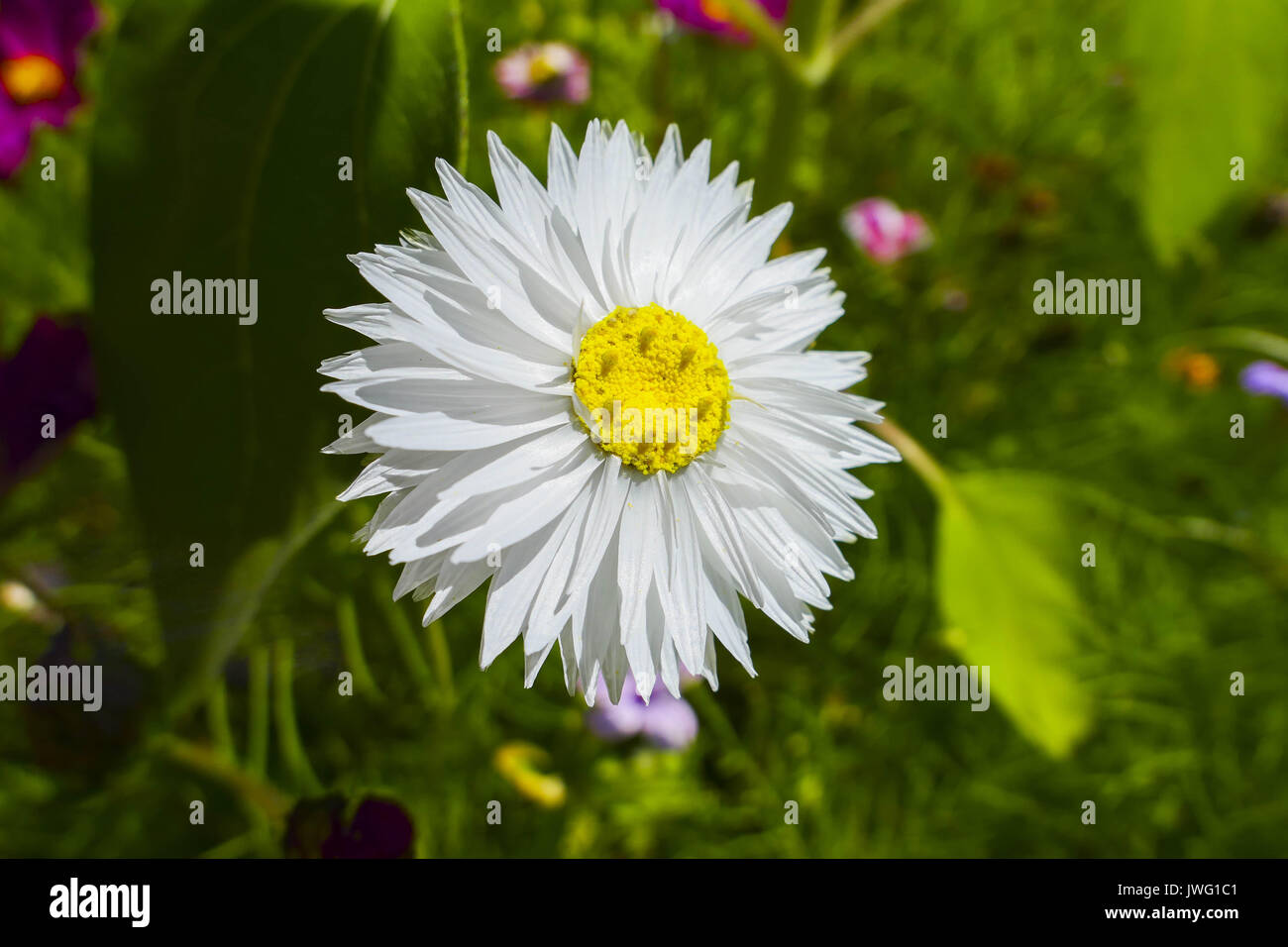 Gänseblümchen (Bellis perennis) in einer Blumenwiese Stock Photo