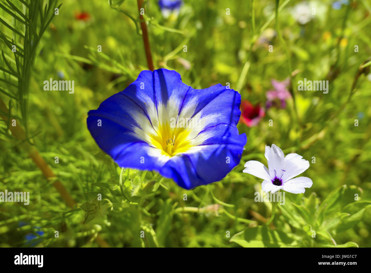 Dreifarbige Winde Convolvulus tricolor, auch Dreifarbige Gartenwinde, Bayern, Deutschland, Europa Stock Photo