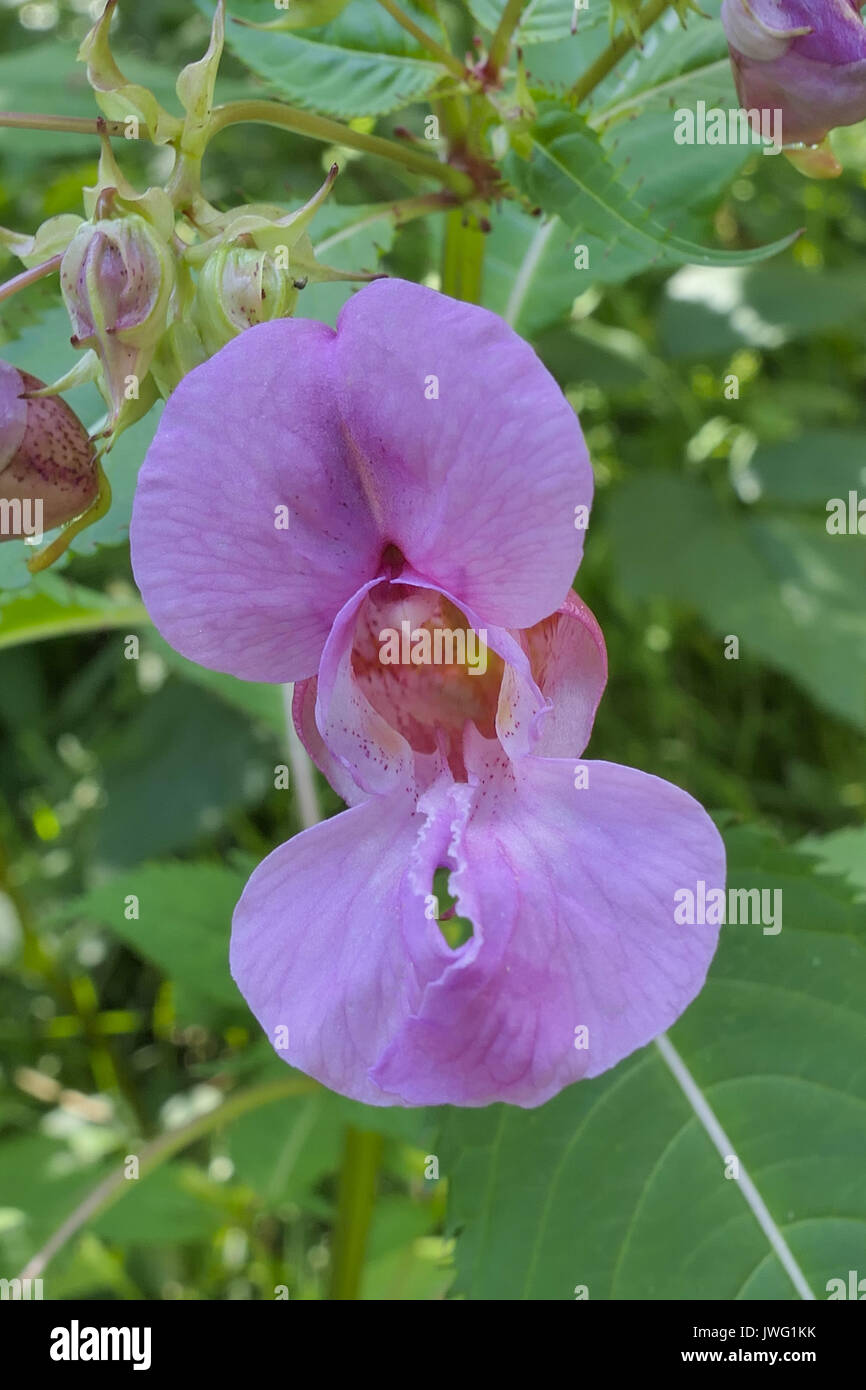 Drüsiges Springkraut (Impatiens glandulifera), Einzelblüte, Bayern, Deutschland, Europa Stock Photo