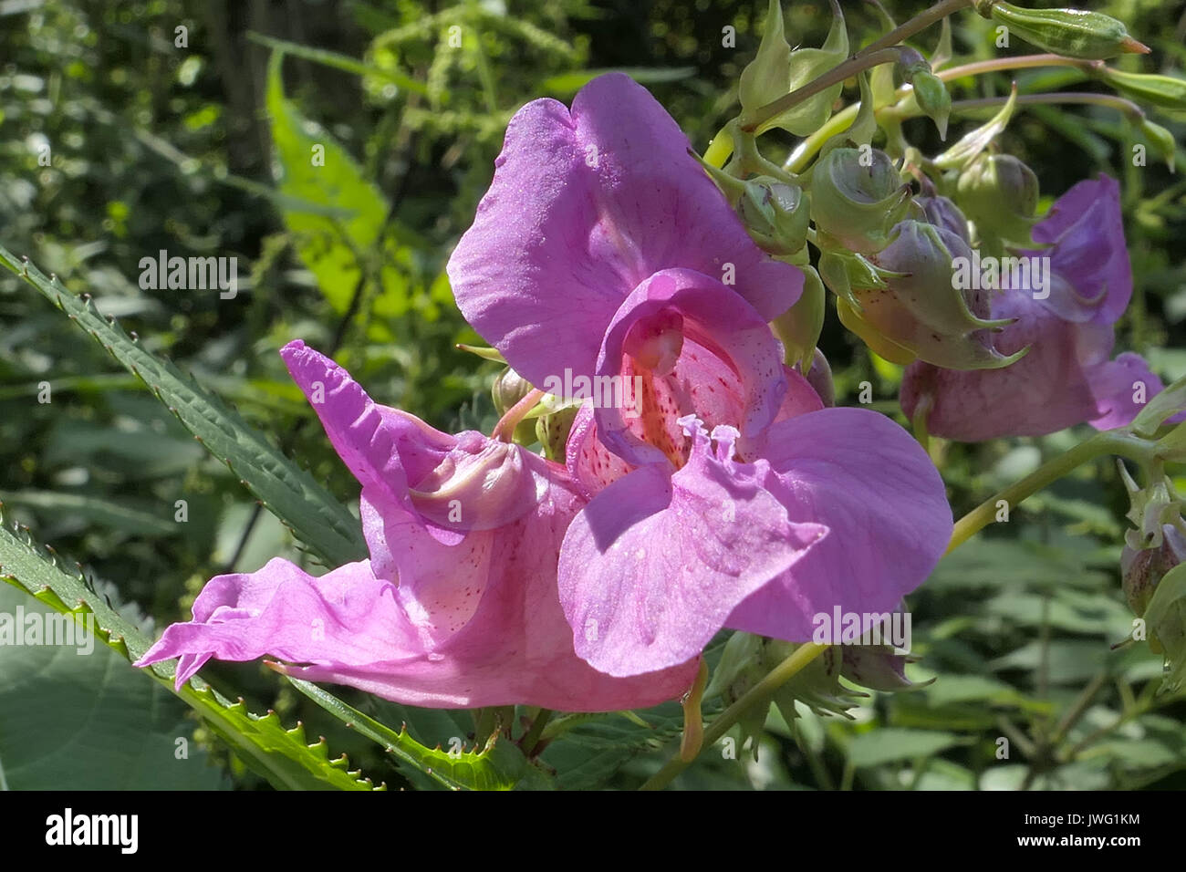 Drüsiges Springkraut (Impatiens glandulifera), Einzelblüte, Bayern, Deutschland, Europa Stock Photo