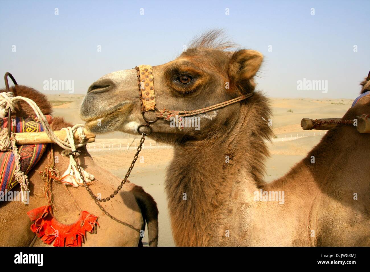 Closeup of camels in the Taklamakan Desert near the Rawak Ruins not far from Hotan Stock Photo