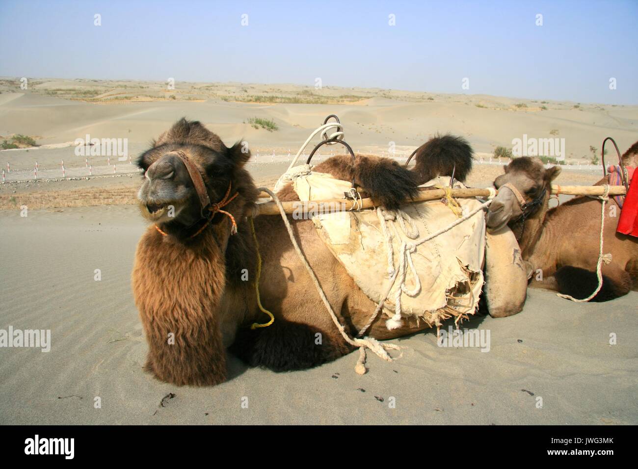 Closeup of camels in the Taklamakan Desert near the Rawak Ruins not far from Hotan Stock Photo
