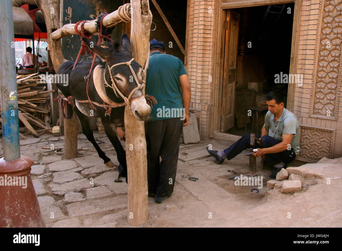 Innovative strapping to reshoe a donkey Stock Photo Alamy