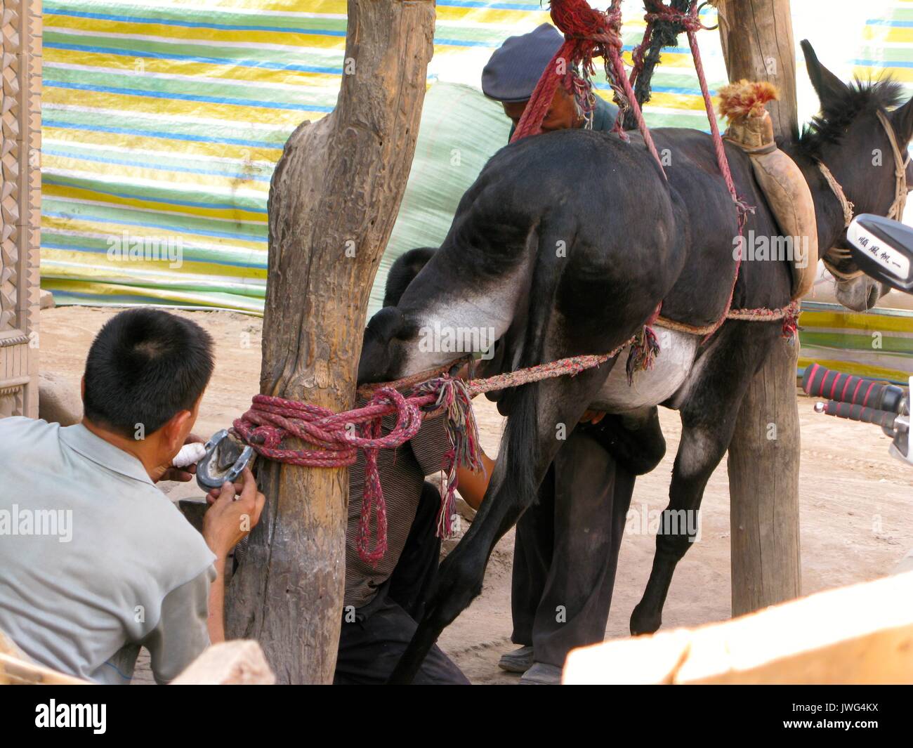 Donkey gets new shoes Stock Photo Alamy