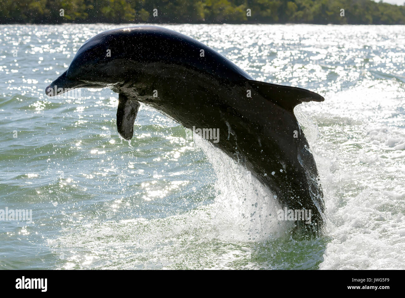Bottlenose dolphin (Tursiops truncatus) breaching near Marco Island, Florida, USA Stock Photo