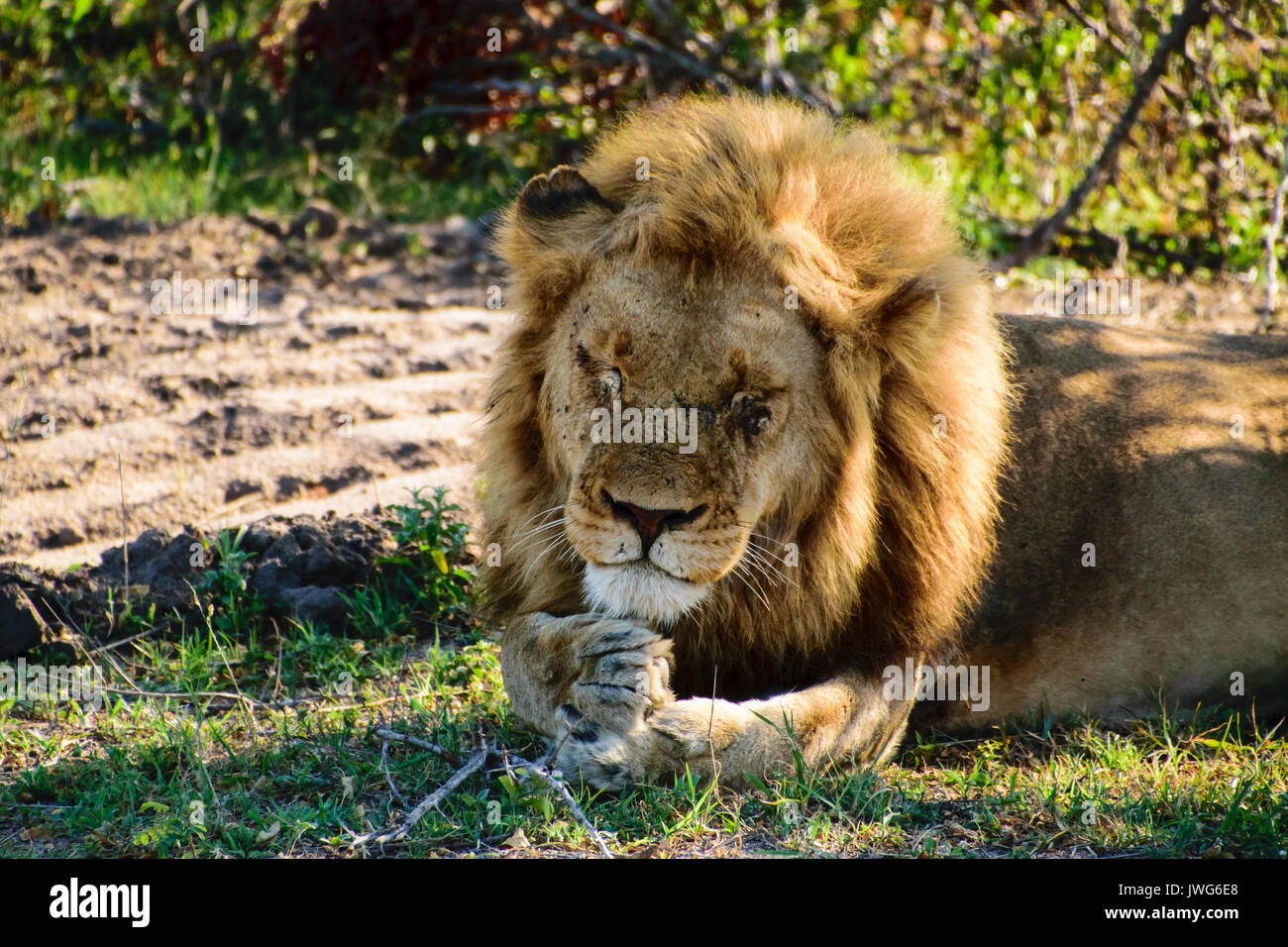 male lion dozing  on its paws Stock Photo