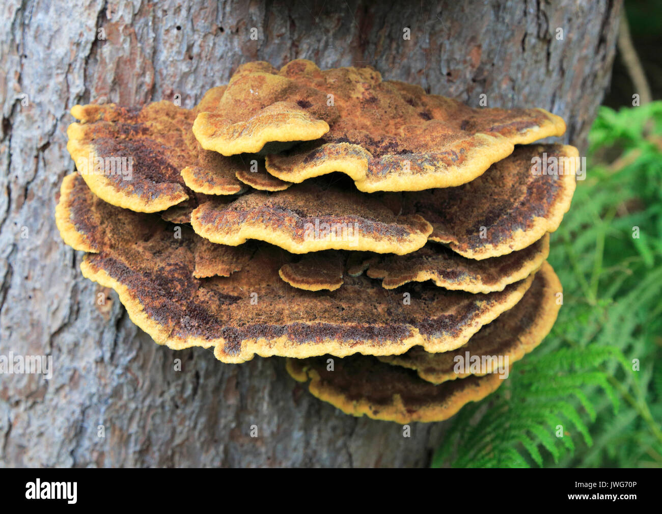 Bracket fungus, rusty gilled polypore, Gloeophyllum sepiarium, Upper