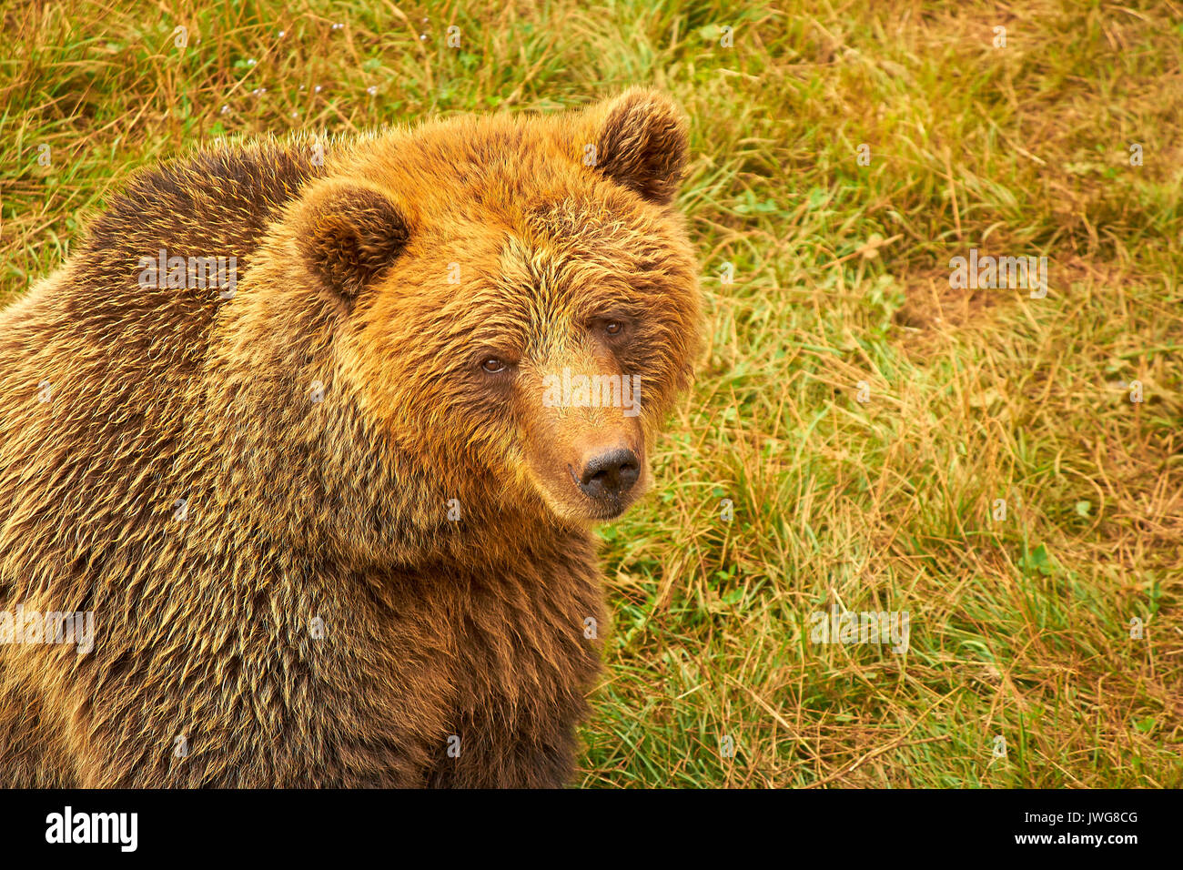 Spanish bear seating and looking up Stock Photo