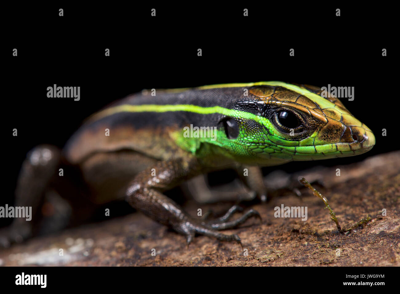 Striped forest whiptail, Kentropyx calcarata Stock Photo