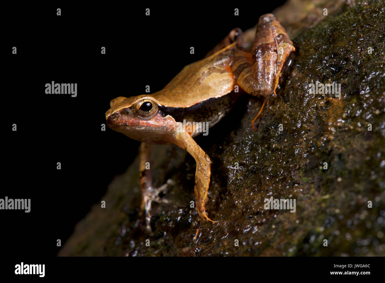 Steindachner's dwarf frog, Physalaemus ephippifer Stock Photo