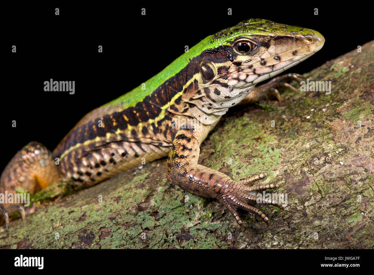 Giant ameiva, Ameiva ameiva Stock Photo