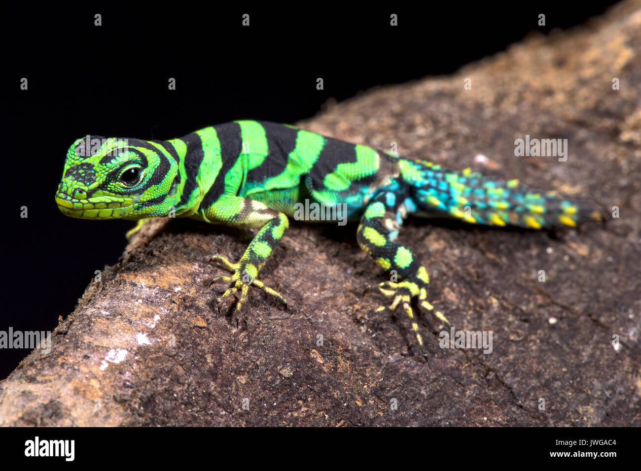 Emerald thornytail iguana, Uracentron azureum werneri Stock Photo