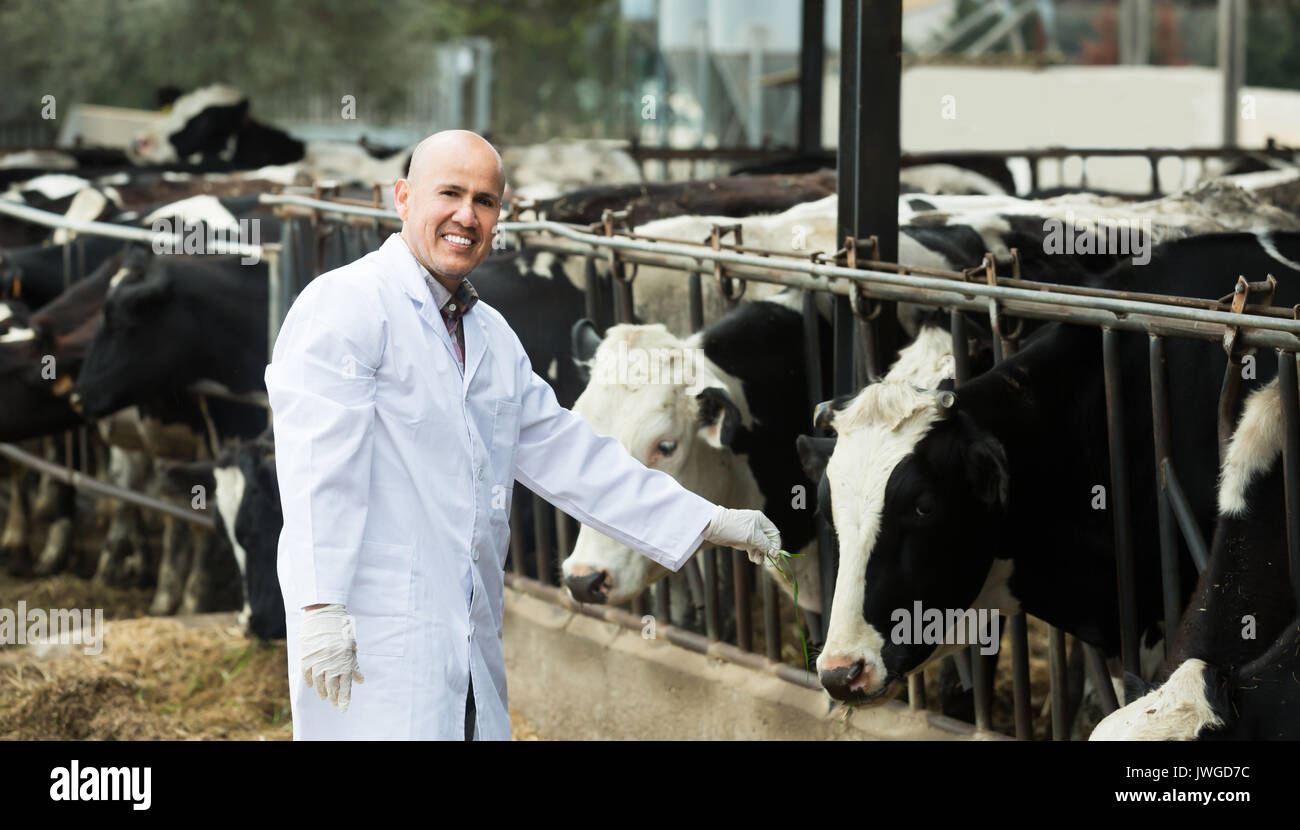 Portrait of male technician caring cows in farm Stock Photo - Alamy