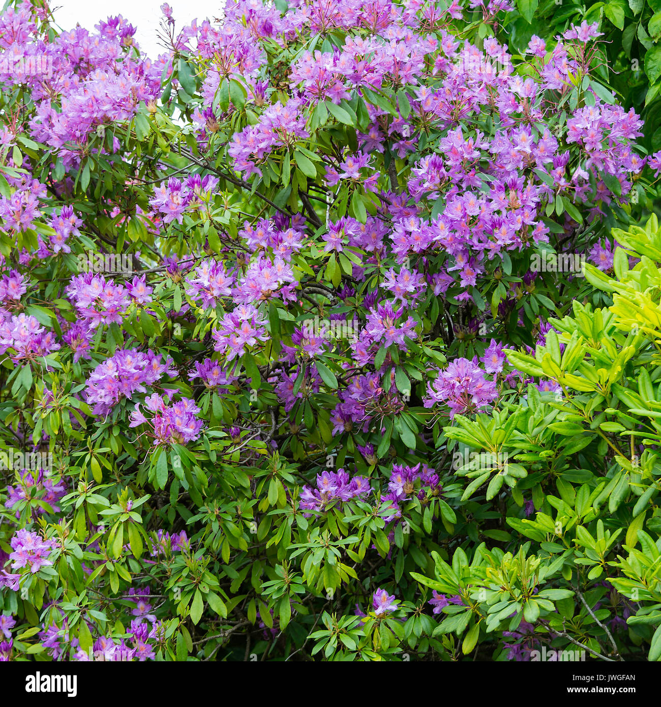 A Beautiful Purple and White Rhododendron Bushy Tree in Full Bloom in The Butchart Gardens Victoria Vancouver Island British Columbia Canada Stock Photo