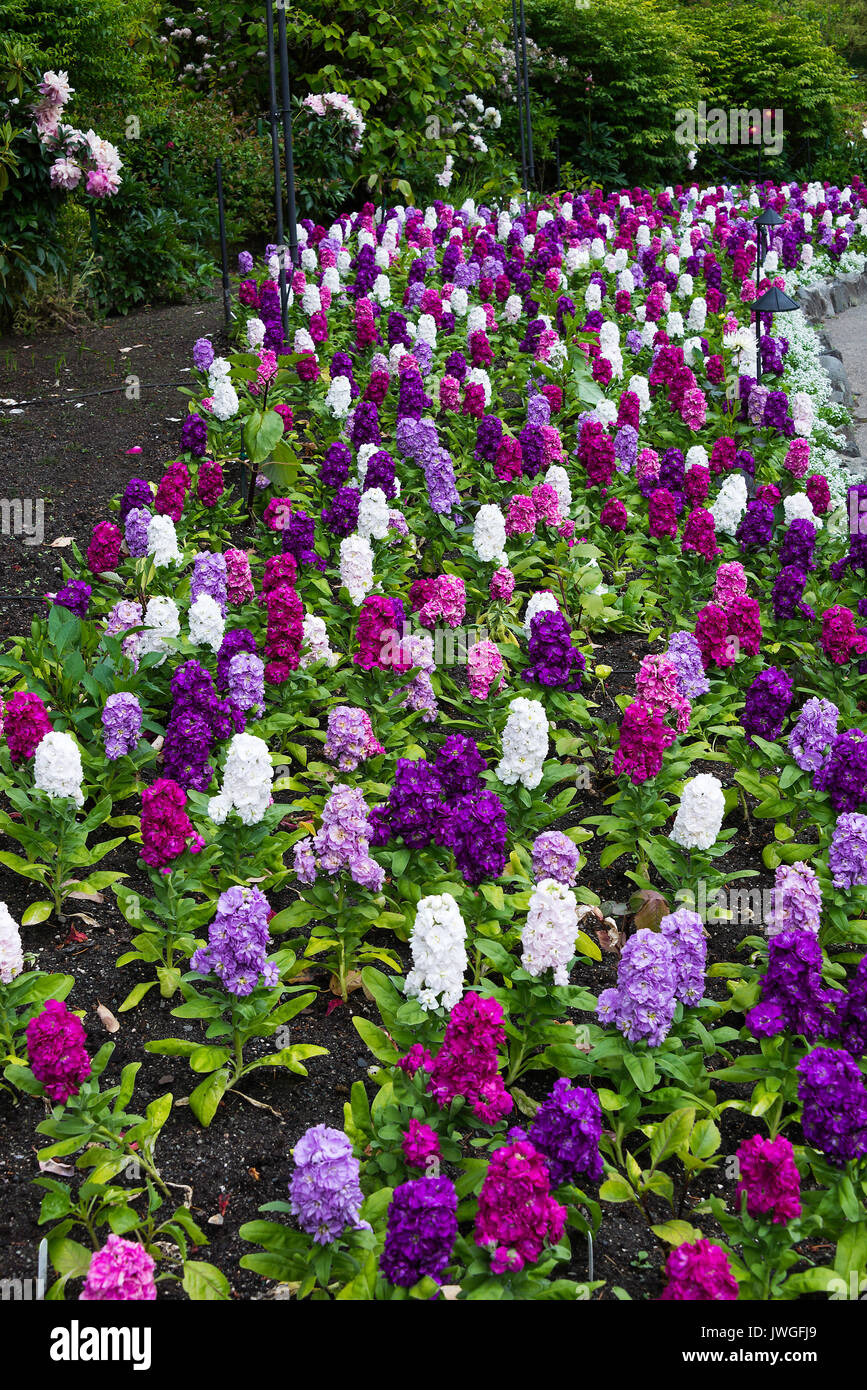A Beautiful Display of Brightly Coloured Stock Flowers in a Garden at Butchart Gardens Victoria Vancouver Island British Columbia Canada Stock Photo