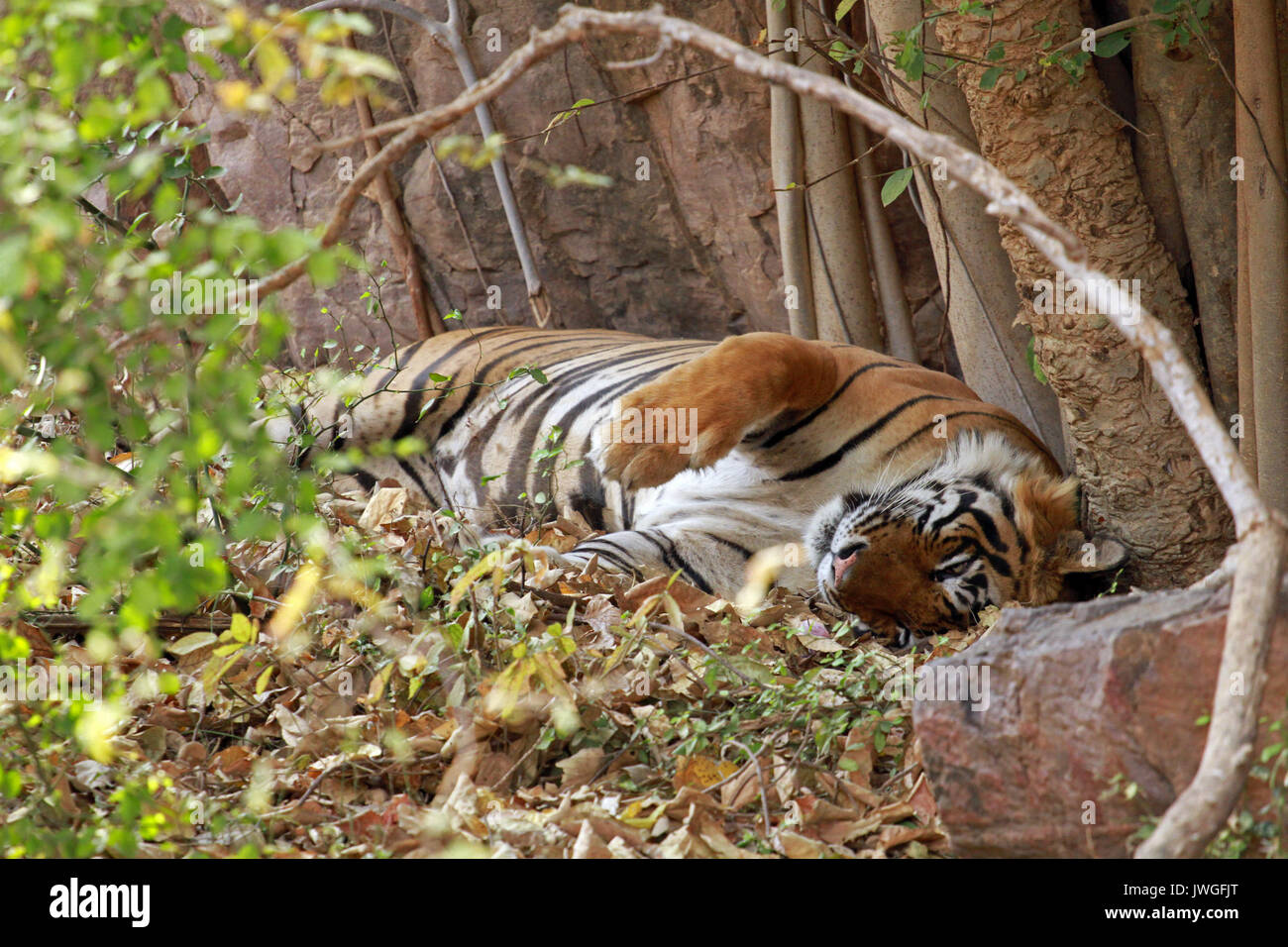 Bengal tiger, Ranthambore National Park, India Stock Photo - Alamy