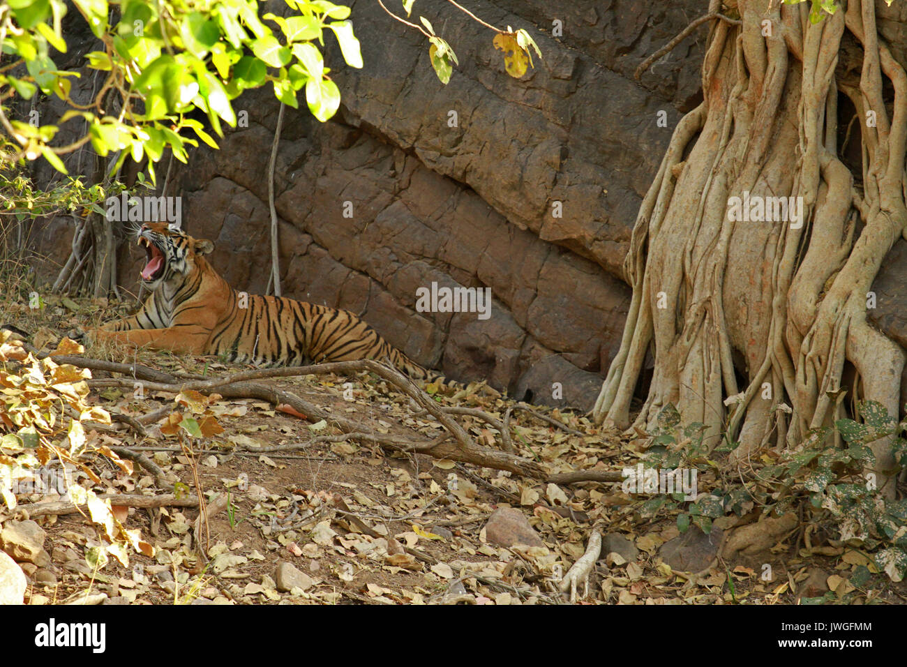 Bengal tiger, Ranthambore National Park, India Stock Photo - Alamy