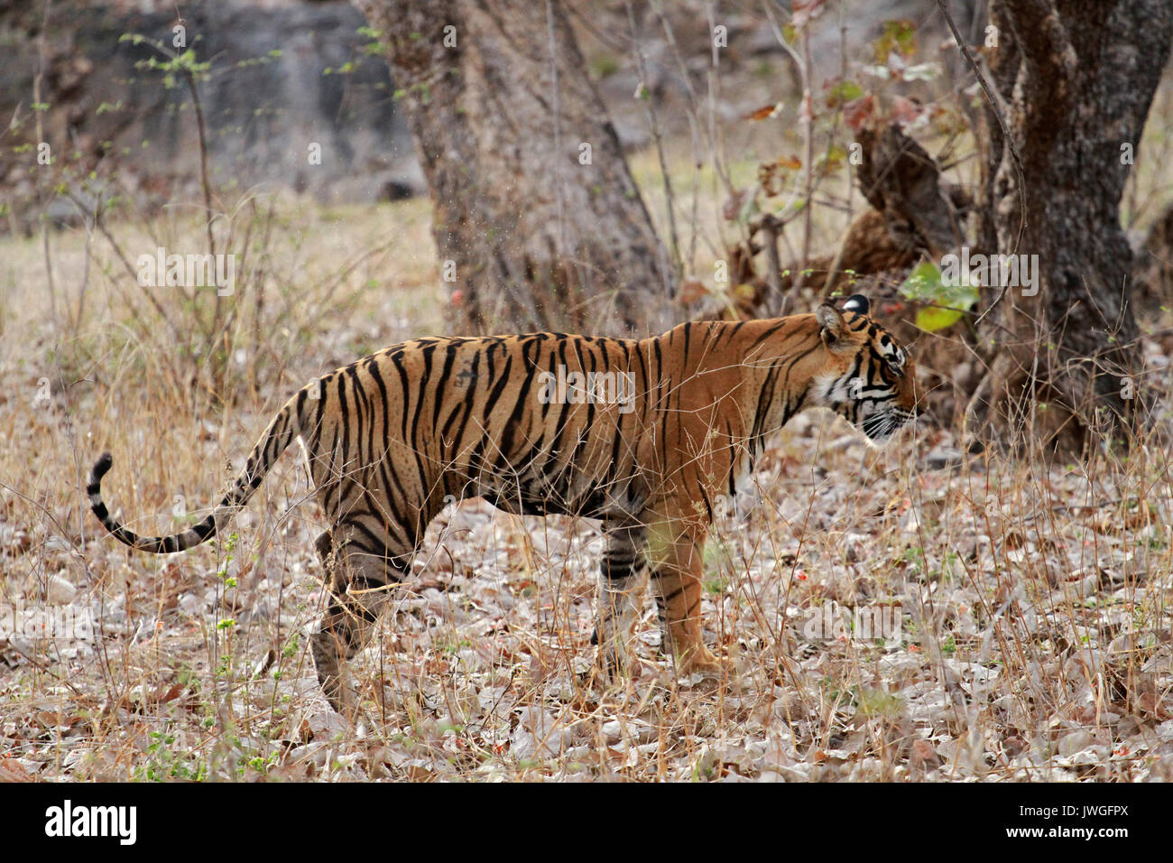 Bengal tiger, Ranthambore National Park, India Stock Photo - Alamy