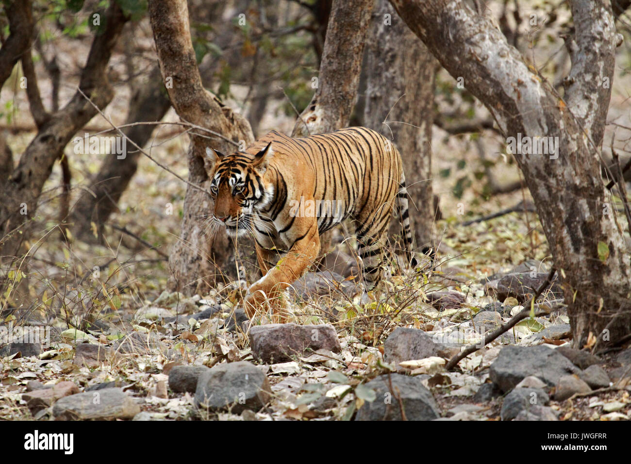 Bengal Tiger Ranthambore National Park India Stock Photo Alamy