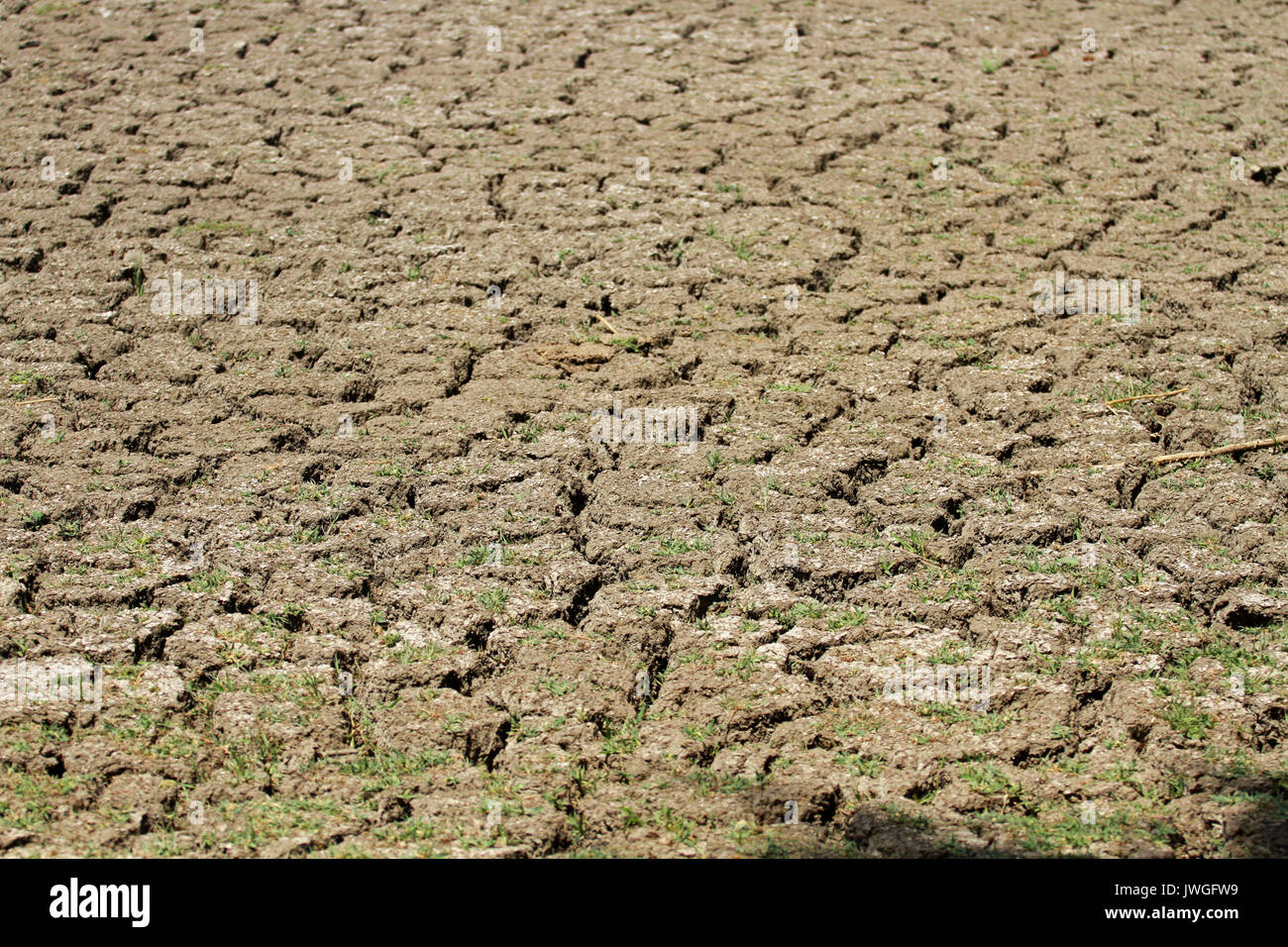 Drought, Keoladeo National Park, India Stock Photo
