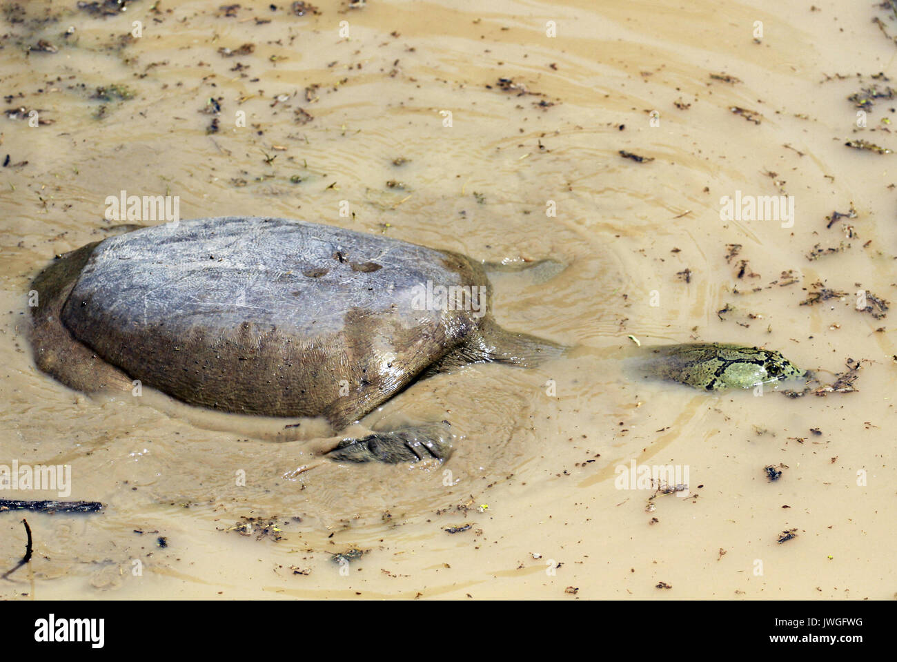 Indian flapshell turtle, Keoladeo National Park, India Stock Photo