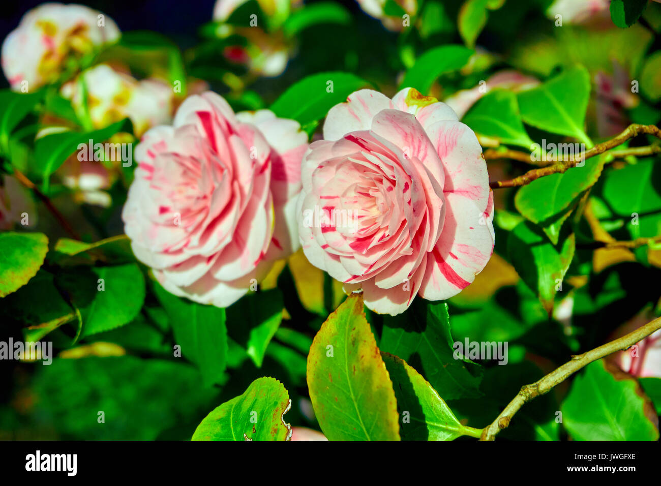 rosebush. Climbing rose tree Stock Photo Alamy