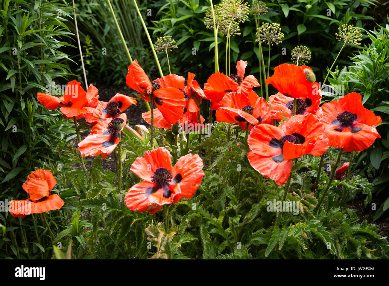 Beautiful Bright Red Opium Poppy Flowers Somniferum on Display in Butchart Gardens Victoria Vancouver Island British Columbia Canada Stock Photo