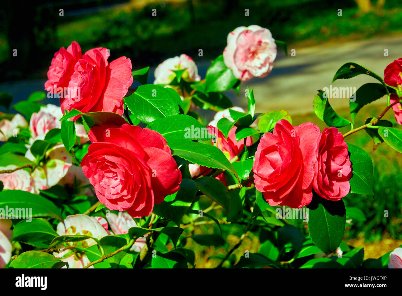 rosebush. Climbing rose tree Stock Photo Alamy
