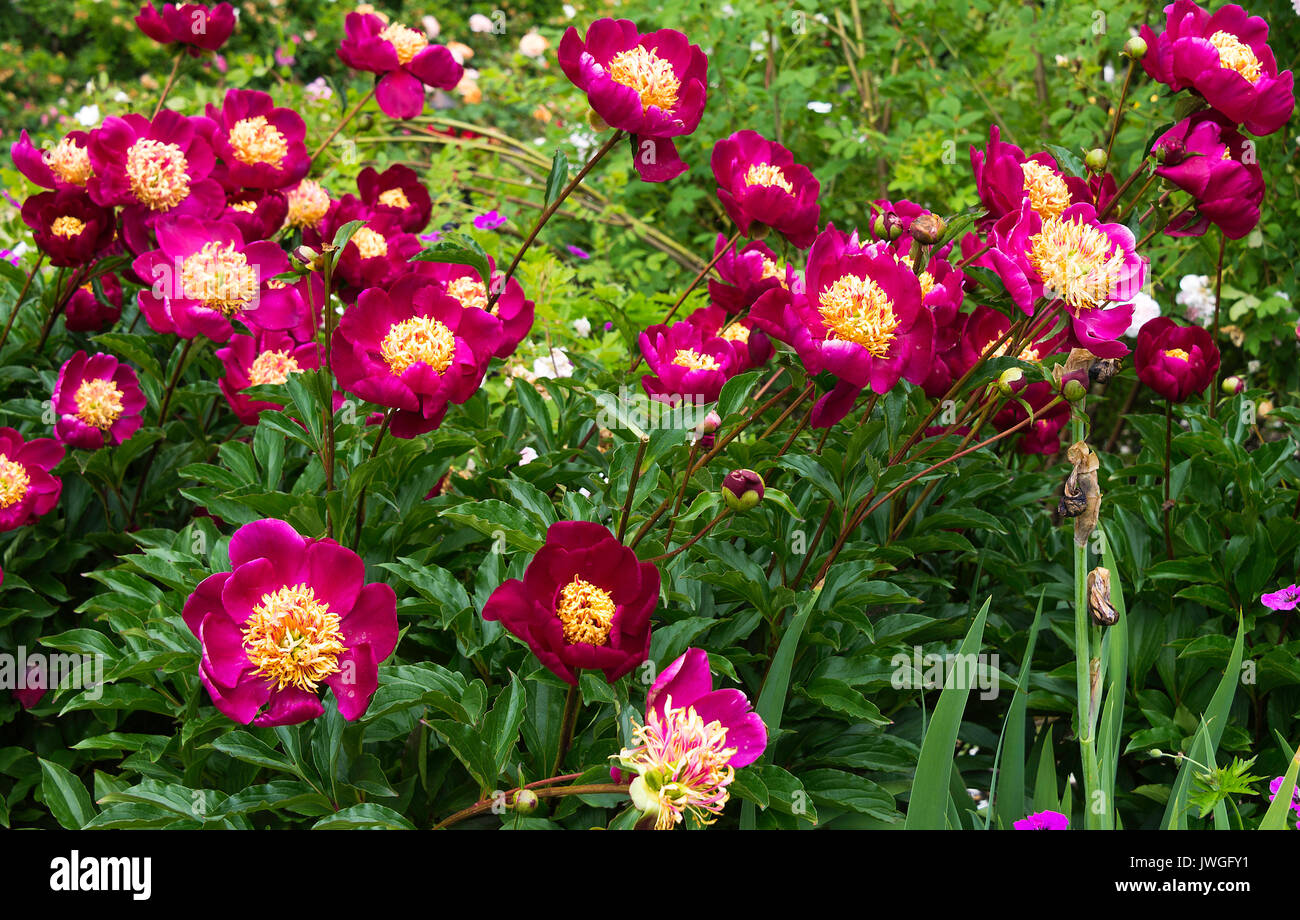 pics When Do Peonies Bloom In Bc alamy