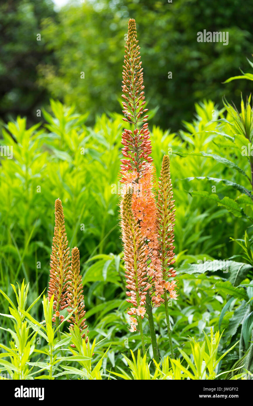 A Beautiful Upright Orange and White Foxtail Lily Flowering in Butchart Gardens Victoria Vancouver Island British Columbia Canada Stock Photo