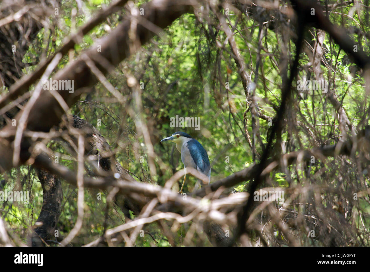 Indian pond heron, Keoladeo National Park, India Stock Photo