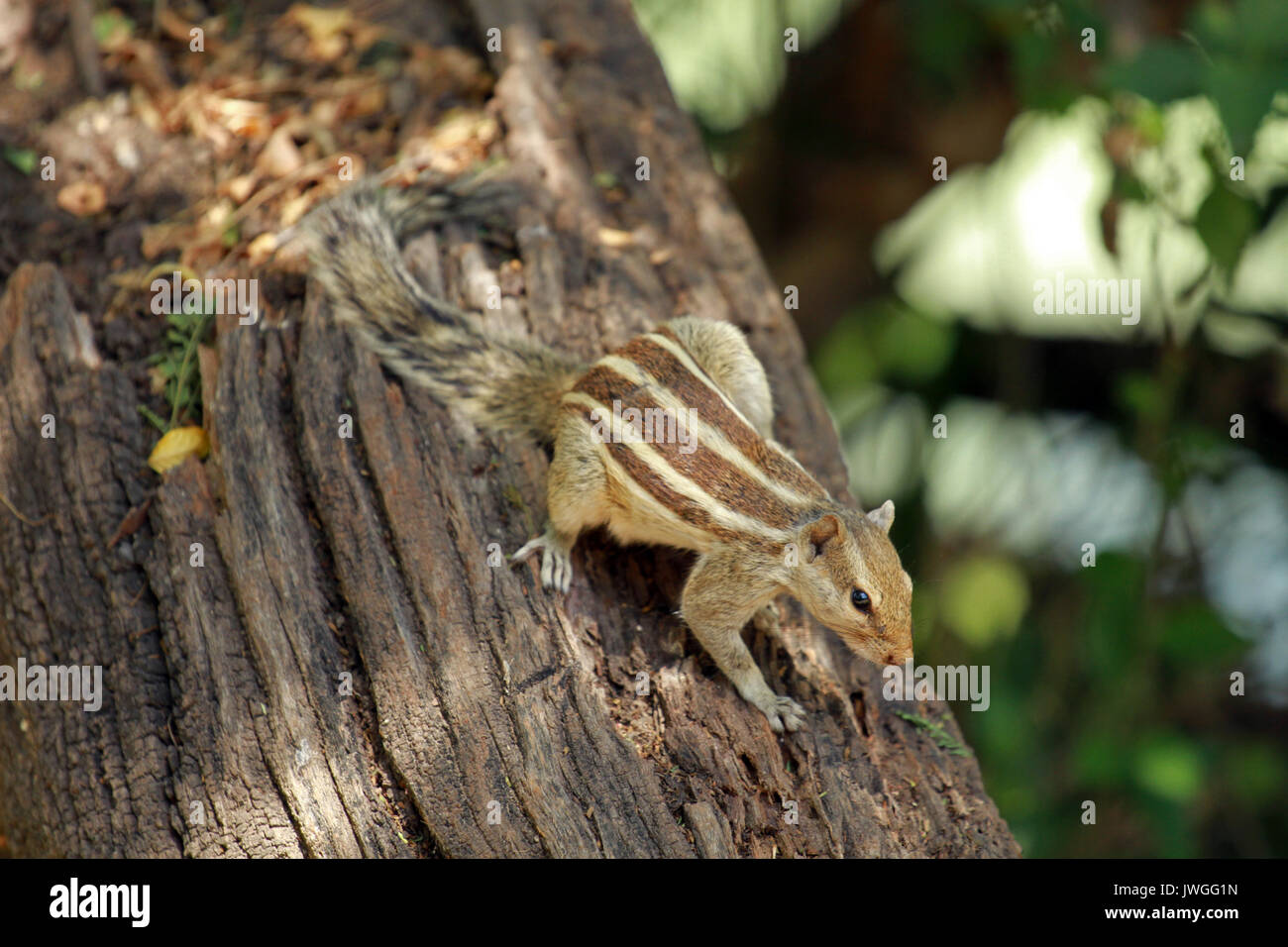 Squirrel, Keoladeo National Park, India Stock Photo