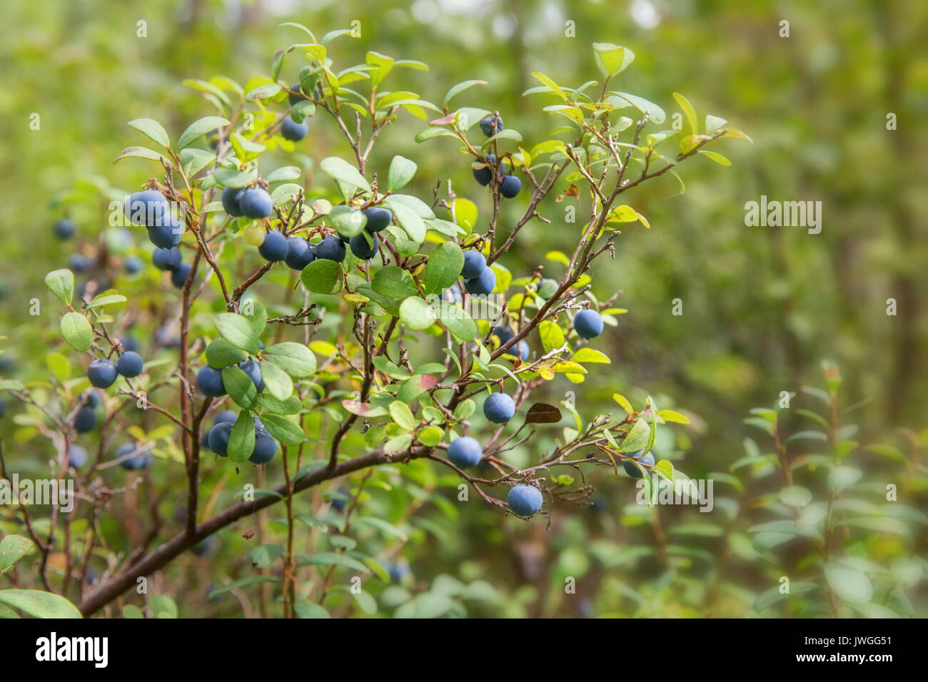Wild berries on a green vegetative background in forest. Blueberries