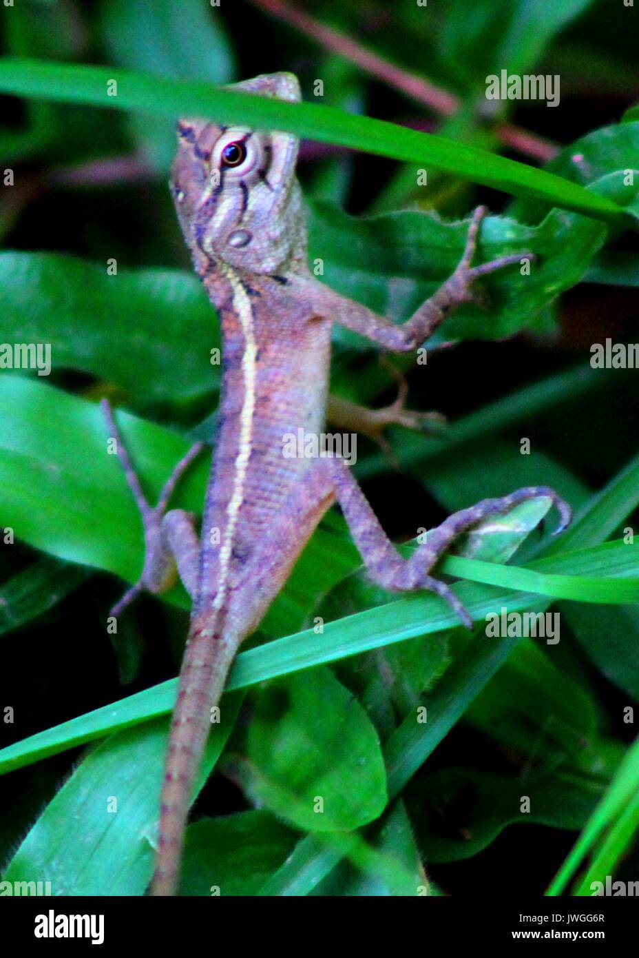 close up of a small garden lizard / tree lizard seen in  Sri Lanka Stock Photo