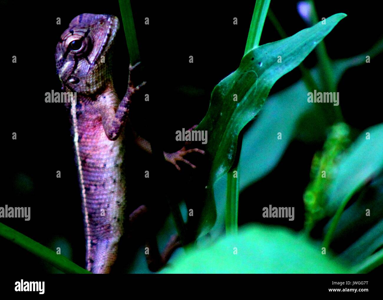 close up of a small garden lizard / tree lizard seen in  Sri Lanka Stock Photo