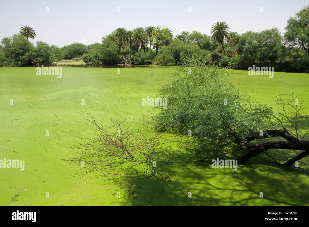 Pond in Keoladeo National Park, India Stock Photo